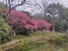 -八卦田遗址公园