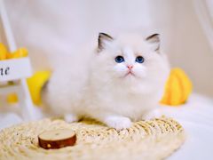 -70cat德文卷毛猫·缅因猫纯种猫舍