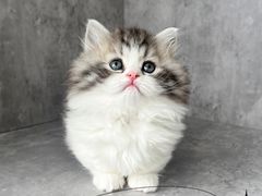 -小猫来了·猫舍(红山六九七九店)