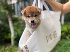 -万博宠物医院·手术·诊疗(未央凤城五路店)