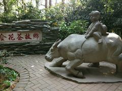 -金花茶公园