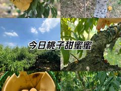 -老袁家蜜桃农场·阳山水蜜桃