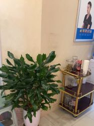 -碧莲盛·不剃发植发