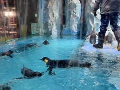 -帝企鹅自助餐厅•儿童岛•真企鹅(长隆企鹅酒店)