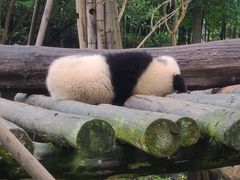 -都江堰中华大熊猫苑