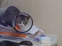-安安宠医宠物医院·异宠·犬猫内科(岳阳分院)