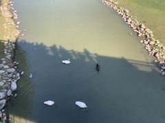 -北京麋鹿生态实验中心
