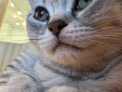 -有喵·猫咖·狗咖·30几只猫10只小狗(岗厦店)