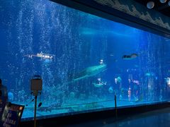 -烟台海昌鲸鲨海洋公园