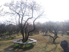 -香雪海