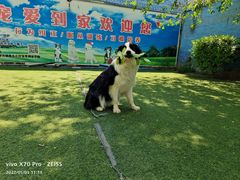 -宠物寄养训练学校