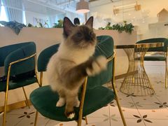 -喵喵咪呀布偶猫咖(春熙路店)