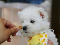 -翊宠yipet猫狗购宠庄园