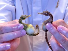 -鳥喜Toriki怀石烧鸟料理