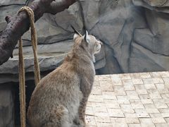 -青藏高原野生动物园