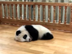 -徐妹串串香(春熙路店)