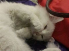 android_upload_pic-Sirena海妖日咖夜酒