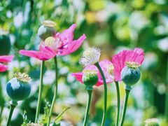 -国家植物园南园