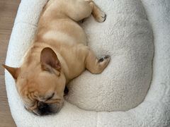 -北京派仕佳德动物医院·超导核磁·CT·神经科·骨科·内外科·急重症管理中心