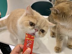 -飞行喵MR PILOT|猫舍·猫咖(静安大融城店)