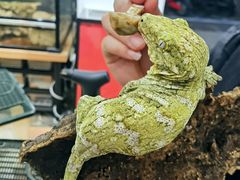 -酷以爬仙阁实体爬宠店·守宫·蜥蜴·专业繁育