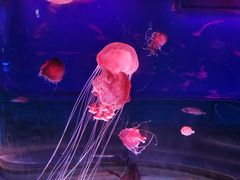 -上海海昌海洋公园