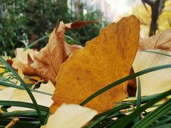 -复旦张江校区食堂