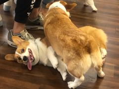 -柯斗斗主题餐厅·狗咖·围炉煮茶·茶饮(国瑞升平里店)