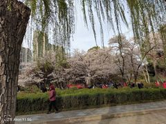 -西苑公园