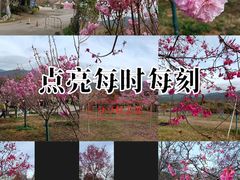 -天适樱花悠乐园