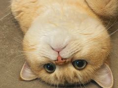 -翊宠yipet猫狗购宠庄园犬舍•猫舍