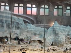 -帝企鹅自助餐厅•儿童岛•真企鹅(长隆企鹅酒店)