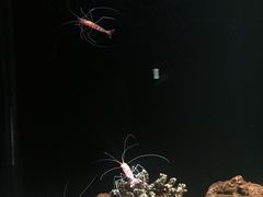 -暹罗海洋世界