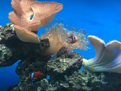 -御唐府海珊瑚主题餐厅
