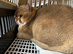 -贝康宠物医院·犬猫全科·小动物特色诊疗中心(东环路店)