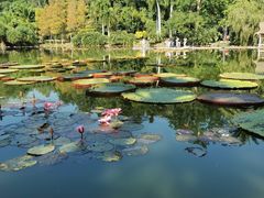 -中国科学院西双版纳热带植物园