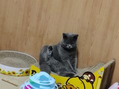 -屋虎猫馆(宝安大仟里店)