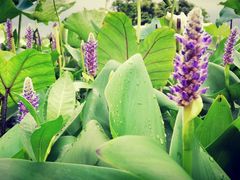 -艾溪湖湿地公园