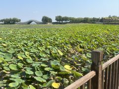 -天津东丽湖风景区