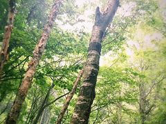 -洛阳白云山景区