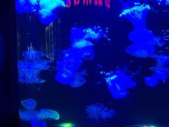 -梦幻海洋王国(吾悦广场张家港店)