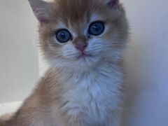-小猫来了·猫舍(红山六九七九店)
