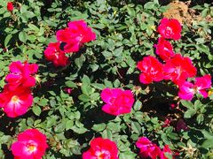 -人民公园(罗湖区)