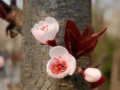 -永定河休闲森林公园