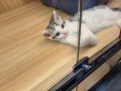 -欣宠猫屋·矮脚拿破仑·蓝金金渐层