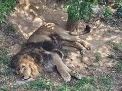-西霞口神雕山野生动物世界