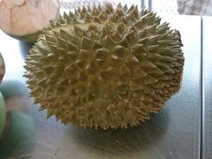 -都念榴莲·城市榴莲