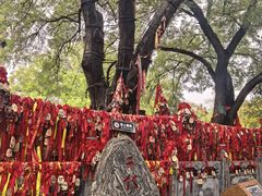 -大槐树寻根祭祖园