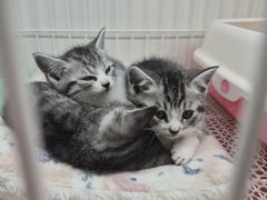 -哈尔滨道外花鸟鱼市场