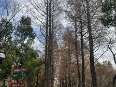 -上海滨江森林公园